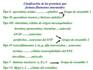 Clasificación de las proteinas que
forman filamentos intermedios
Tipo I: queratinas ácidas……..….epitelios Grupo de ensamble 1
Tipo II: queratinas neutras y básicas..epitelios
Tipo III: vimentina..células de origen mesenquimático
desmina, paranemina, sinemina…..músculo
GFAP……..astrocitos
periferina…neuronas del SNP Grupo de ensamble 2
Tipo IV neurofilamentos l, m, p, alfa internexina….neuronas
nestina………células neuroepiteliales del SNC
sincoilina…….músculo
Tipo V láminas nucleares A, B y C Grupo de ensamble 3
Tipo VI Bfsp1 y 2 ….células del cristalino
 