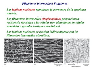 Filamentos intermedios: Funciones
Las láminas nucleares mantienen la estructura de la envoltura
nuclear.
Los filamentos intermedios citoplasmáticos proporcionan
resistencia mecánica a las células (son abundantes en células
sometidas a grandes tensiones mecánicas).
Las láminas nucleares se asocian indirectamente con los
filamentos intermedios citosólicos.
 