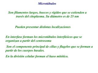 Microtúbulos
Son filamentos largos, huecos y rígidos que se extienden a
través del citoplasma. Su diámetro es de 25 nm
Pueden presentar distintas localizaciones
En interfase forman los microtúbulos interfásicos que se
organizan a partir del centrosoma
Son el componente principal de cilias y flagelos que se forman a
partir de los cuerpos basales.
En la división celular forman el huso mitótico.
 