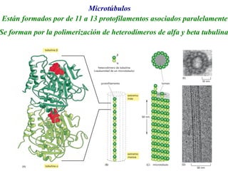 Microtúbulos
Están formados por de 11 a 13 protofilamentos asociados paralelamente
Se forman por la polimerización de heterodímeros de alfa y beta tubulina
 