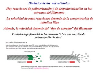 Dinámica de los microtúbulos
Hay reacciones de polimerización y de despolimerización en los
extremos del filamento
La velocidad de estas reacciones depende de la concentración de
tubulina libre
Además, la velocidad depende del “tipo de extremo” del filamento
Crecimiento preferencial de los extremos “+” en una reacción de
polimerización ‘in vitro’
 