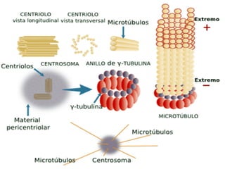 La orientación de los microtúbulos en las células.
Los extremos menos de microtúbulos son
generalmente incorporados en un centro
organizador de microtúbulos, mientras que los
extremos más a menudo se encuentran cerca de la
membrana plasmática.
 