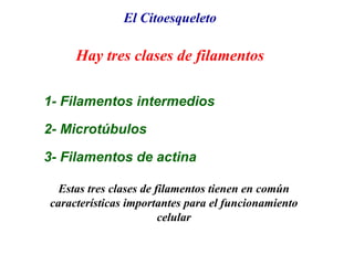 1- Filamentos intermedios
2- Microtúbulos
3- Filamentos de actina
El Citoesqueleto
Hay tres clases de filamentos
Estas tres clases de filamentos tienen en común
características importantes para el funcionamiento
celular
 