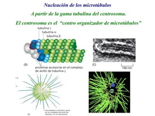 A partir de la gama tubulina del centrosoma.
El centrosoma es el “centro organizador de microtúbulos”
Nucleación de los microtúbulos
 