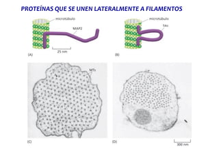 PROTEÍNAS QUE SE UNEN LATERALMENTE A FILAMENTOS
 