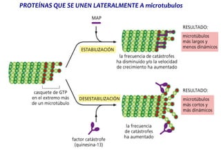 PROTEÍNAS QUE SE UNEN LATERALMENTE A microtubulos
 