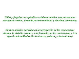CILIOS Y FLAGELOS
Cilios y flagelos son apéndices celulares móviles, que poseen una
estructura común, formada por microtúbulos y dineínas (axonema).
El huso mitótico participa en la segregación de los cromosomas
durante la división celular y está formado por los centrosomas y tres
tipos de microtúbulos (de los ásteres, polares y cinetocóricos).
 