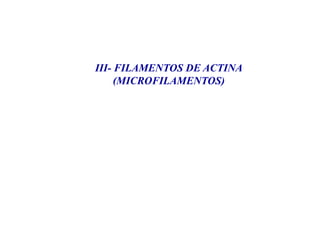 III- FILAMENTOS DE ACTINA
(MICROFILAMENTOS)
 