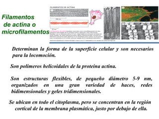 Filamentos
de actina o
microfilamentos
Determinan la forma de la superficie celular y son necesarios
para la locomoción.
Son polímeros helicoidales de la proteína actina.
Son estructuras flexibles, de pequeño diámetro 5-9 nm,
organizados en una gran variedad de haces, redes
bidimensionales y geles tridimensionales.
Se ubican en todo el citoplasma, pero se concentran en la región
cortical de la membrana plasmática, justo por debajo de ella.
 