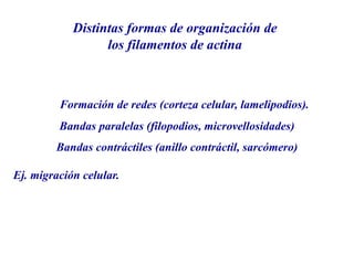 Distintas formas de organización de
los filamentos de actina
Formación de redes (corteza celular, lamelipodios).
Bandas paralelas (filopodios, microvellosidades)
Bandas contráctiles (anillo contráctil, sarcómero)
Ej. migración celular.
 