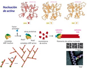 Nucleación
de actina
 