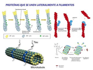 PROTEÍNAS QUE SE UNEN LATERALMENTE A FILAMENTOS
 