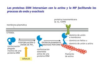 Las proteínas ERM interactúan con la actina y la MP facilitando los
procesos de endo y exocitosis
 