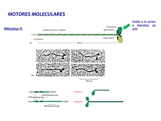 Miosina II
Unión a la actina
e hidrólisis de
ATP
MOTORES MOLECULARES
 