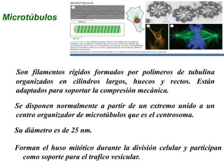 Microtúbulos
Son filamentos rígidos formados por polímeros de tubulina
organizados en cilindros largos, huecos y rectos. Están
adaptados para soportar la compresión mecánica.
Se disponen normalmente a partir de un extremo unido a un
centro organizador de microtúbulos que es el centrosoma.
Su diámetro es de 25 nm.
Forman el huso mitótico durante la división celular y participan
como soporte para el trafico vesicular.
 