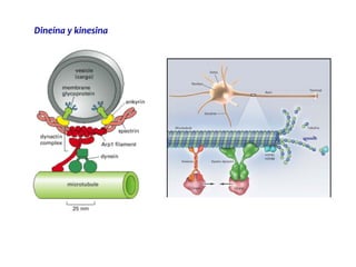 Dineína y kinesina
 