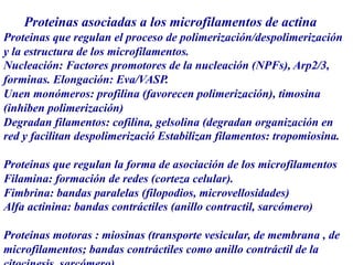Proteinas asociadas a los microfilamentos de actina
Proteinas que regulan el proceso de polimerización/despolimerización
y la estructura de los microfilamentos.
Nucleación: Factores promotores de la nucleación (NPFs), Arp2/3,
forminas. Elongación: Eva/VASP.
Unen monómeros: profilina (favorecen polimerización), timosina
(inhiben polimerización)
Degradan filamentos: cofilina, gelsolina (degradan organización en
red y facilitan despolimerizació Estabilizan filamentos: tropomiosina.
Proteinas que regulan la forma de asociación de los microfilamentos
Filamina: formación de redes (corteza celular).
Fimbrina: bandas paralelas (filopodios, microvellosidades)
Alfa actinina: bandas contráctiles (anillo contractil, sarcómero)
Proteinas motoras : miosinas (transporte vesicular, de membrana , de
microfilamentos; bandas contráctiles como anillo contráctil de la
 