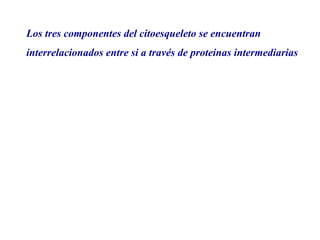 Los tres componentes del citoesqueleto se encuentran
interrelacionados entre si a través de proteinas intermediarias
 