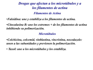 Filamentos de Actina
•Faloidina: une y estabiliza a los filamentos de actina.
•Citocalasina B: une los extremos + de los filamentos de actina
inhibiendo su polimerización.
•Colchicina, colcemid, vinblastina, vincristina, nocodazole:
unen a las subunidades y previenen la polimerización.
• Taxol: une a los microtúbulos y los estabiliza.
Drogas que afectan a los microtúbulos y a
los filamentos de actina
Microtúbulos
 