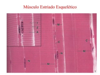 Músculo Estriado Esquelético
 