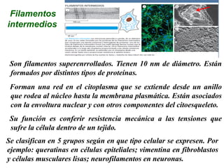 Filamentos
intermedios
Son filamentos superenrrollados. Tienen 10 nm de diámetro. Están
formados por distintos tipos de proteínas.
Forman una red en el citoplasma que se extiende desde un anillo
que rodea al núcleo hasta la membrana plasmática. Están asociados
con la envoltura nuclear y con otros componentes del citoesqueleto.
Su función es conferir resistencia mecánica a las tensiones que
sufre la célula dentro de un tejido.
Se clasifican en 5 grupos según en que tipo celular se expresen. Por
ejemplo: queratinas en células epiteliales; vimentina en fibroblastos
y células musculares lisas; neurofilamentos en neuronas.
 