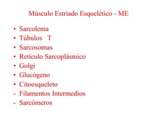 Músculo Estriado Esquelético - ME
• Sarcolema
• Túbulos T
• Sarcosomas
• Retículo Sarcoplásmico
• Golgi
• Glucógeno
• Citoesqueleto
- Filamentos Intermedios
- Sarcómeros
 