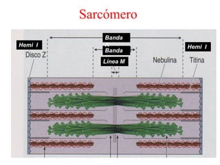 Sarcómero
Banda
H
Banda
A
Línea M
Hemi I Hemi I
 