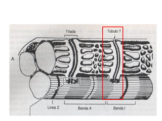 Tríada y Sarcómero
 