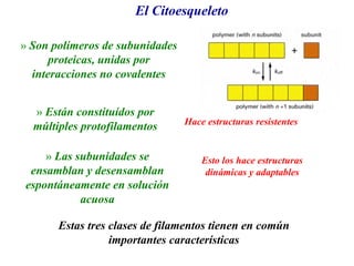 El Citoesqueleto
Estas tres clases de filamentos tienen en común
importantes características
» Son polímeros de subunidades
proteicas, unidas por
interacciones no covalentes
» Las subunidades se
ensamblan y desensamblan
espontáneamente en solución
acuosa
» Están constituídos por
múltiples protofilamentos
Esto los hace estructuras
dinámicas y adaptables
Hace estructuras resistentes
 