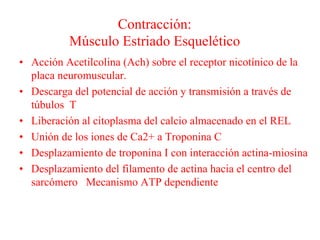Contracción:
Músculo Estriado Esquelético
• Acción Acetilcolina (Ach) sobre el receptor nicotínico de la
placa neuromuscular.
• Descarga del potencial de acción y transmisión a través de
túbulos T
• Liberación al citoplasma del calcio almacenado en el REL
• Unión de los iones de Ca2+ a Troponina C
• Desplazamiento de troponina I con interacción actina-miosina
• Desplazamiento del filamento de actina hacia el centro del
sarcómero Mecanismo ATP dependiente
 