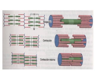 Contracción Muscular
 