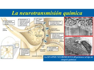 La neurotransmisión química
La SINAPSIS NEUROMUSCULAR pertenece al tipo de
sinapsis químicas
 