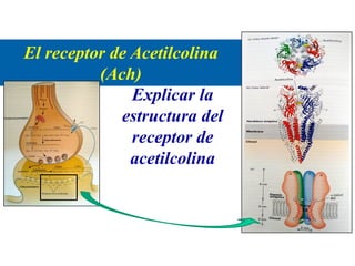 El receptor de Acetilcolina
(Ach)
Explicar la
estructura del
receptor de
acetilcolina
 