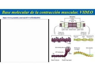 Base molecular de la contracción muscular. VIDEO
https://www.youtube.com/watch?v=nTZnBdeIb5c
 