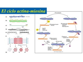 El ciclo actina-miosina
 