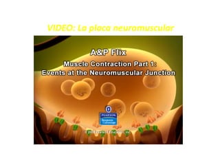 VIDEO: La placa neuromuscular
 