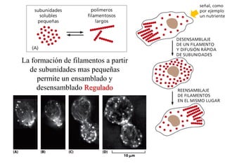 La formación de filamentos a partir
de subunidades mas pequeñas
permite un ensamblado y
desensamblado Regulado
 