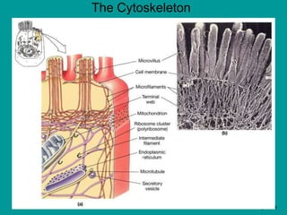 The Cytoskeleton
Figure 3.5
 
