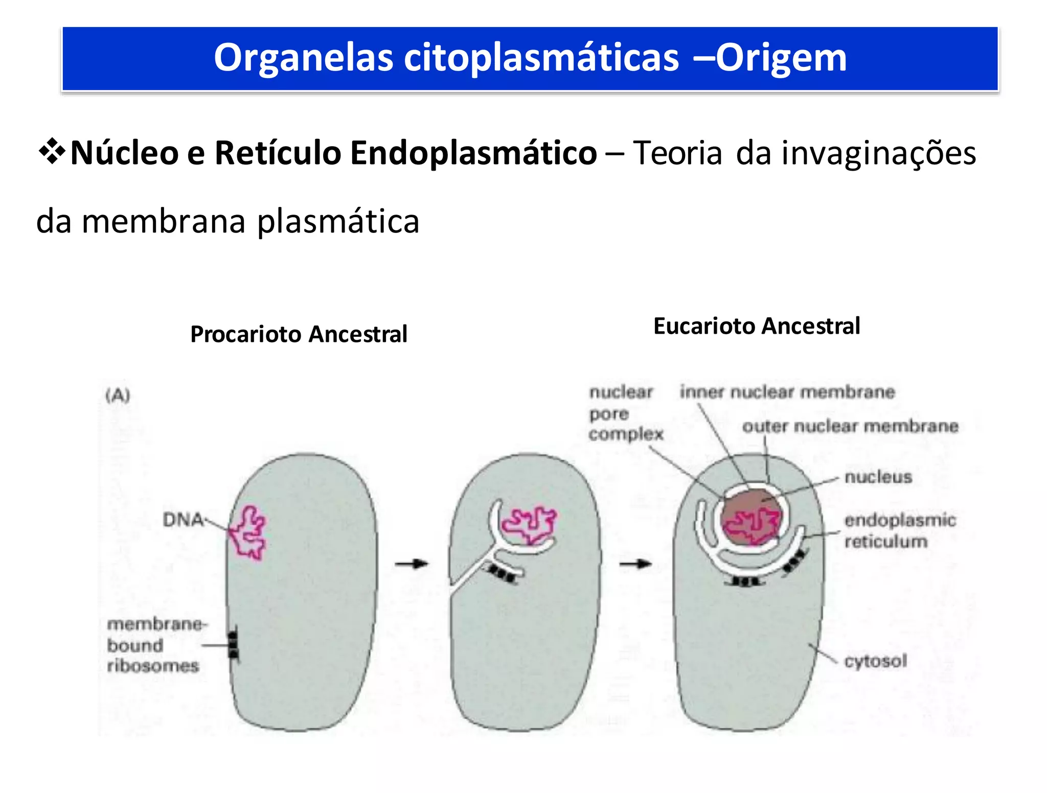 CITOESQUELETO - TEORIA DA INVAGINAÇÃO.pdf