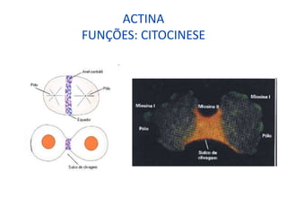 ACTINA
FUNÇÕES: CITOCINESE
 