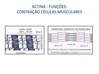 ACTINA - FUNÇÕES:
CONTRAÇÃO CÉLULAS MUSCULARES
 