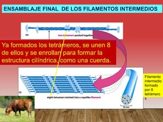ENSAMBLAJE FINAL DE LOS FILAMENTOS INTERMEDIOS
Ya formados los tetrámeros, se unen 8
de ellos y se enrollan para formar la
estructura cilíndrica, como una cuerda.
Filamento
intermedio
formado
por 8
tetrámero
s
 