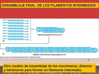 ENSAMBLAJE FINAL DE LOS FILAMENTOS INTERMEDIOS
Ya formados los tetrámeros, se unen 8 de
ellos y se enrollan para formar la estructura
cilíndrica, como una cuerda.
Filamento
intermedio
formado
por 8
tetrámero
s
Otro modelo de ensamblaje de los monómeros, dímeros
y tetrámeros para formar un filamento intermedio.
 