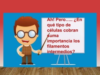 Ah! Pero….. ¿En
qué tipo de
células cobran
suma
importancia los
filamentos
intermedios?
 