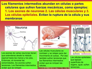 Los filamentos intermedios abundan en células o partes
celulares que sufren fuerzas mecánicas, como ejemplos:
1. Los axones de neuronas 2. Las células musculares y 3.
Las células epiteliales. Evitan la ruptura de la célula y sus
membranas
Neurona
1 2 3
Los axones de varias neuronas tienen
que extenderse desde la médula
espinal hasta las manos y los pies.
Entonces, al moverse las
extremidades, los axones sufren
tensiones. Los filamentos intermedios
evitan que se rompan
Las células musculares se
contraen y se relajan para dar
movimiento al cuerpo. Por eso
también sufren tensiones que
los filamentos intermedios
evitan que se rompan las
células.
Las células epiteliales
que tapizan
superficies de
órgano, igual, sufren
tensiones.
 