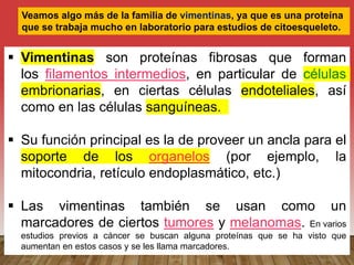 Veamos algo más de la familia de vimentinas, ya que es una proteína
que se trabaja mucho en laboratorio para estudios de citoesqueleto.
 Vimentinas son proteínas fibrosas que forman
los filamentos intermedios, en particular de células
embrionarias, en ciertas células endoteliales, así
como en las células sanguíneas.
 Su función principal es la de proveer un ancla para el
soporte de los organelos (por ejemplo, la
mitocondria, retículo endoplasmático, etc.)
 Las vimentinas también se usan como un
marcadores de ciertos tumores y melanomas. En varios
estudios previos a cáncer se buscan alguna proteínas que se ha visto que
aumentan en estos casos y se les llama marcadores.
 