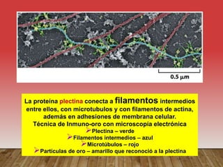 La proteína plectina conecta a filamentos intermedios
entre ellos, con microtubulos y con filamentos de actina,
además en adhesiones de membrana celular.
Técnica de Inmuno-oro con microscopía electrónica
Plectina – verde
Filamentos intermedios – azul
Microtúbulos – rojo
Partículas de oro – amarillo que reconoció a la plectina
 
