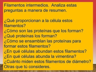 Filamentos intermedios. Analiza estas
preguntas a manera de resumen.
¿Qué proporcionan a la célula estos
filamentos?
¿Cómo son las proteínas que los forman?
¿Qué proteínas los forman?
¿Cómo se ensamblan las proteínas para
formar estos filamentos?
¿En qué células abundan estos filamentos?
¿En qué células abunda la vimentina?
¿Cuánto miden estos filamentos de diámetro?
Otras que tú consideres.
 