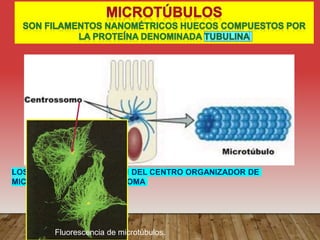 LOS MICTOTÚBULOS PARTEN DEL CENTRO ORGANIZADOR DE
MICROTÚBULOS O CENTROSOMA
Fluorescencia de microtúbulos.
 