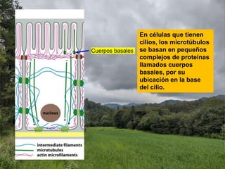 Cuerpos basales
En células que tienen
cilios, los microtúbulos
se basan en pequeños
complejos de proteínas
llamados cuerpos
basales, por su
ubicación en la base
del cilio.
 